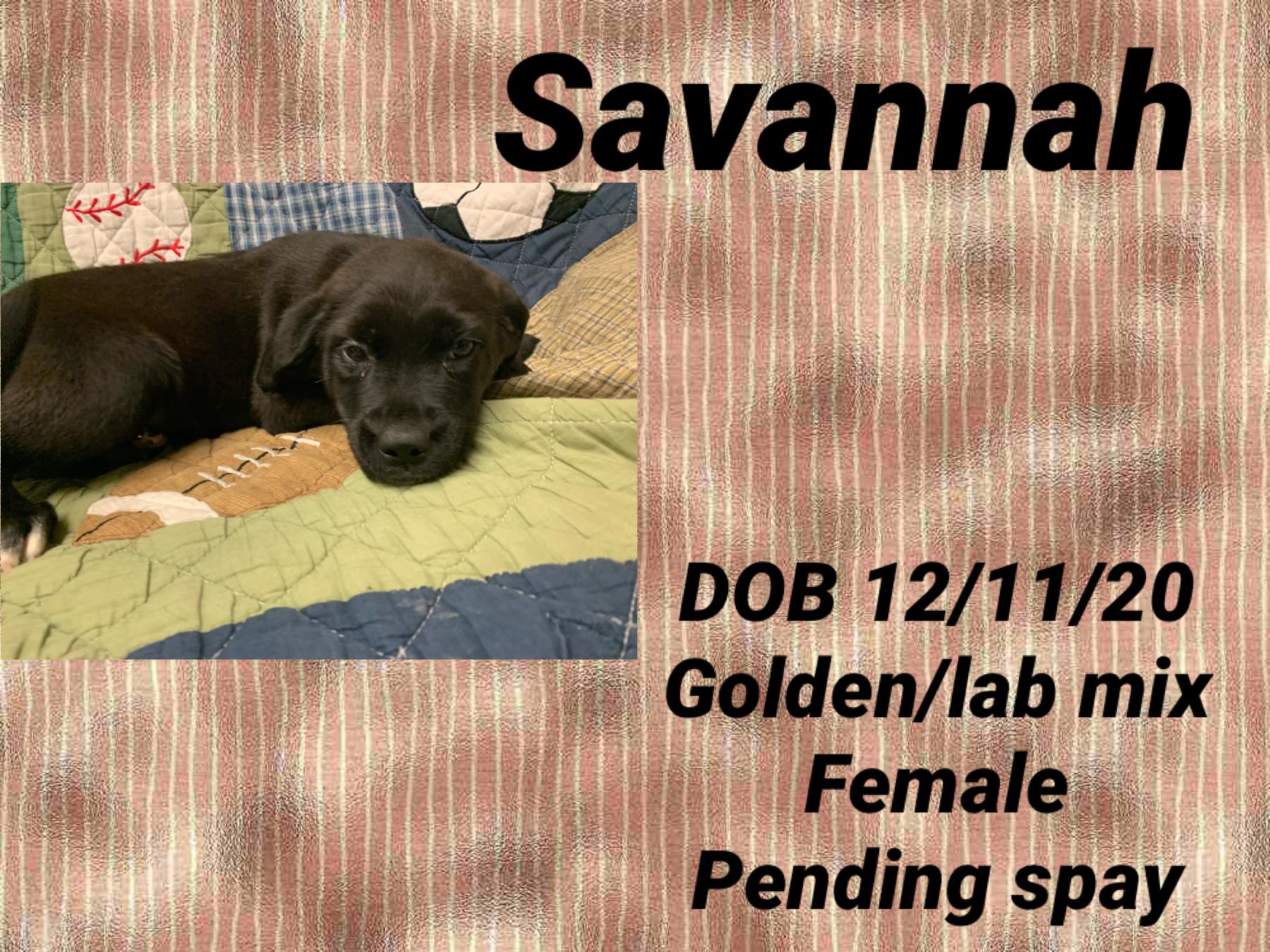 savannah | Paws In The Panhandle