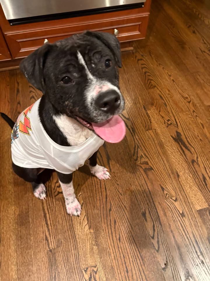 lancaster sc adoptable pets